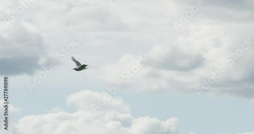 Seagull flying, storm cloud in the background