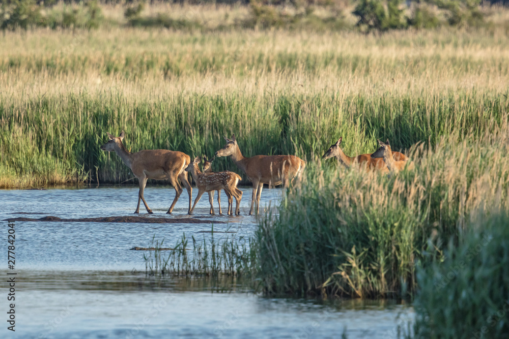 Naklejka premium rotwild am meer