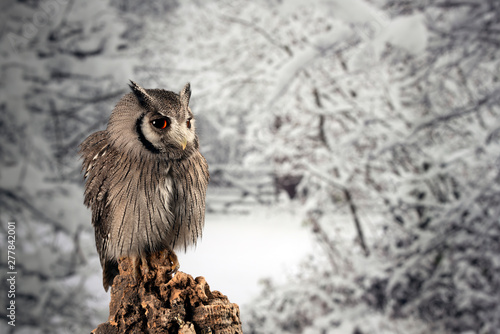 Stunning portrait of Southern White Faced Owl Ptilopsis Granti in studio setting with snowy Winter background