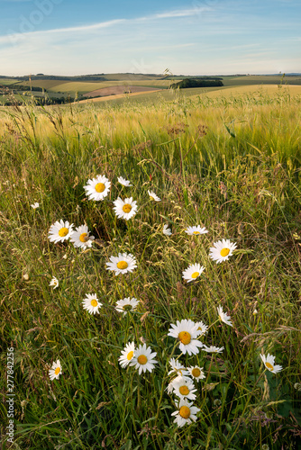 Photography Beautiful Summer landscape of agricultural fields in English countryside during