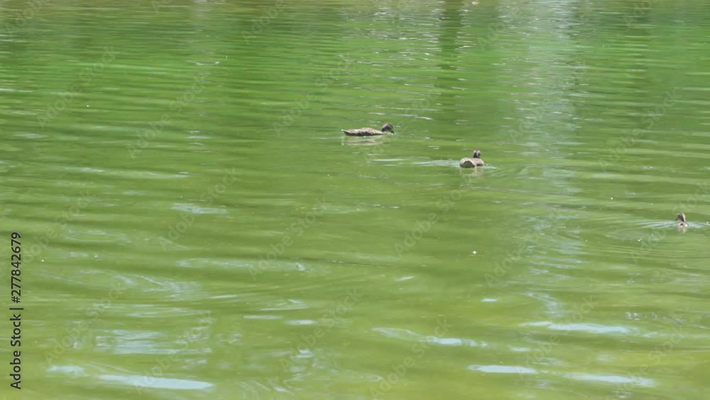 Small duck diving for food in a reflection pool in Washington DC.