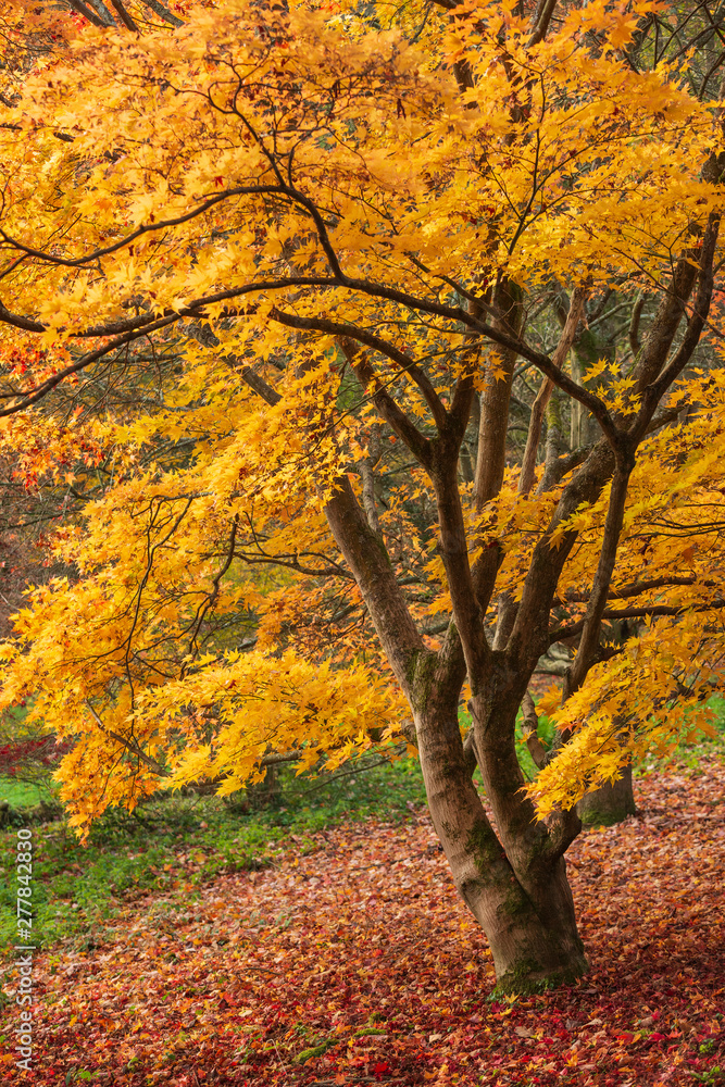 Obraz premium Beautiful colorful vibrant red and yellow Japanese Maple trees in Autumn Fall forest woodland landscape detail in English countryside