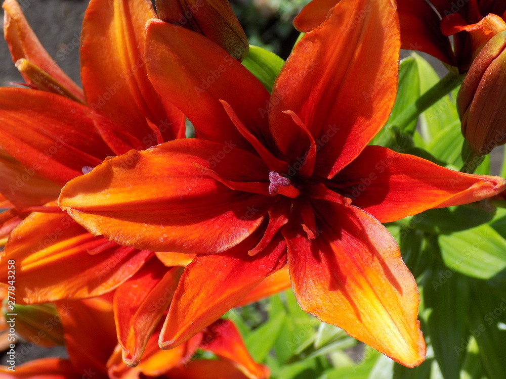 Summer, sun, bright lilies. Lush blooms, rich color of petals, beautiful flowers. Summer, sun, bright lilies. Lush blooms, rich color of petals, beautiful flowers.