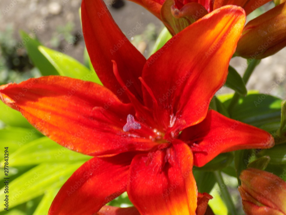 Summer, sun, bright lilies. Lush blooms, rich color of petals, beautiful flowers.