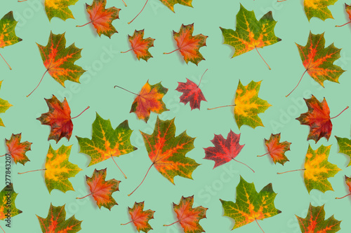 Pattern colorful maple leaf autumn  green  background.