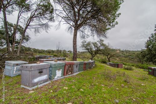 apiary in the field with grass and pine trees