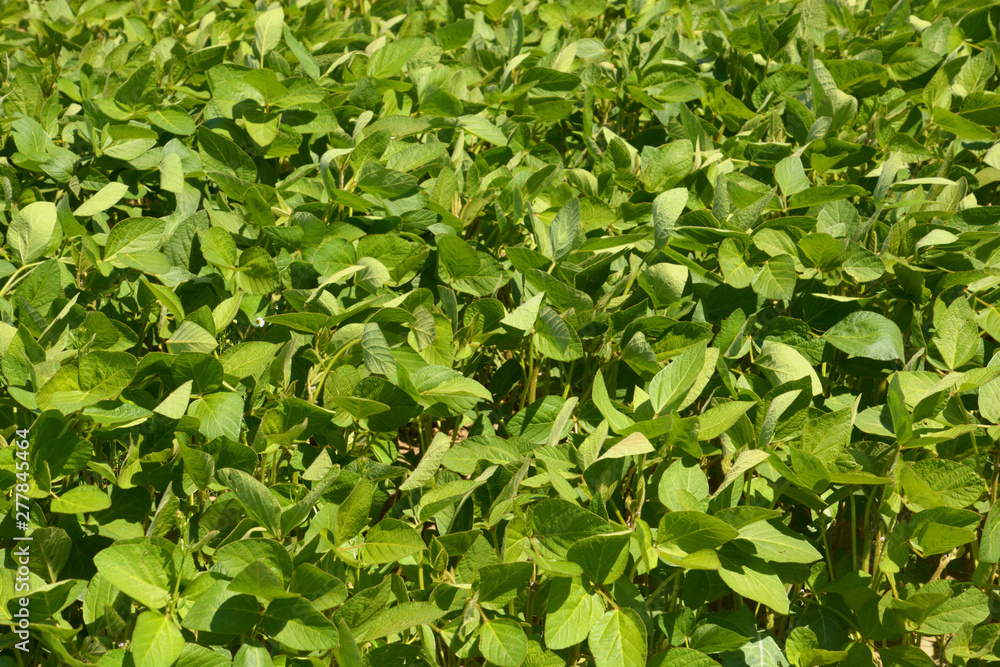 young soybean plants before flowering, soy field with young soy plants grow in bavaria at july young soybean plants before flowering, soy field with young soy plants grow in bavaria at july