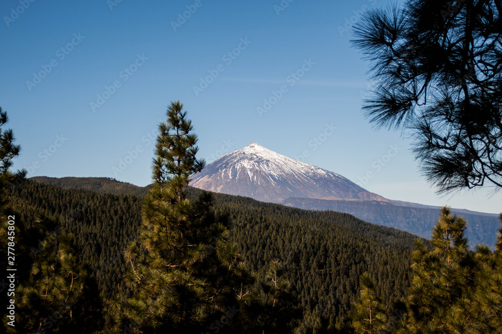 Forest with mountain volcano background on blue skyForest with mountain volcano background on blue sky