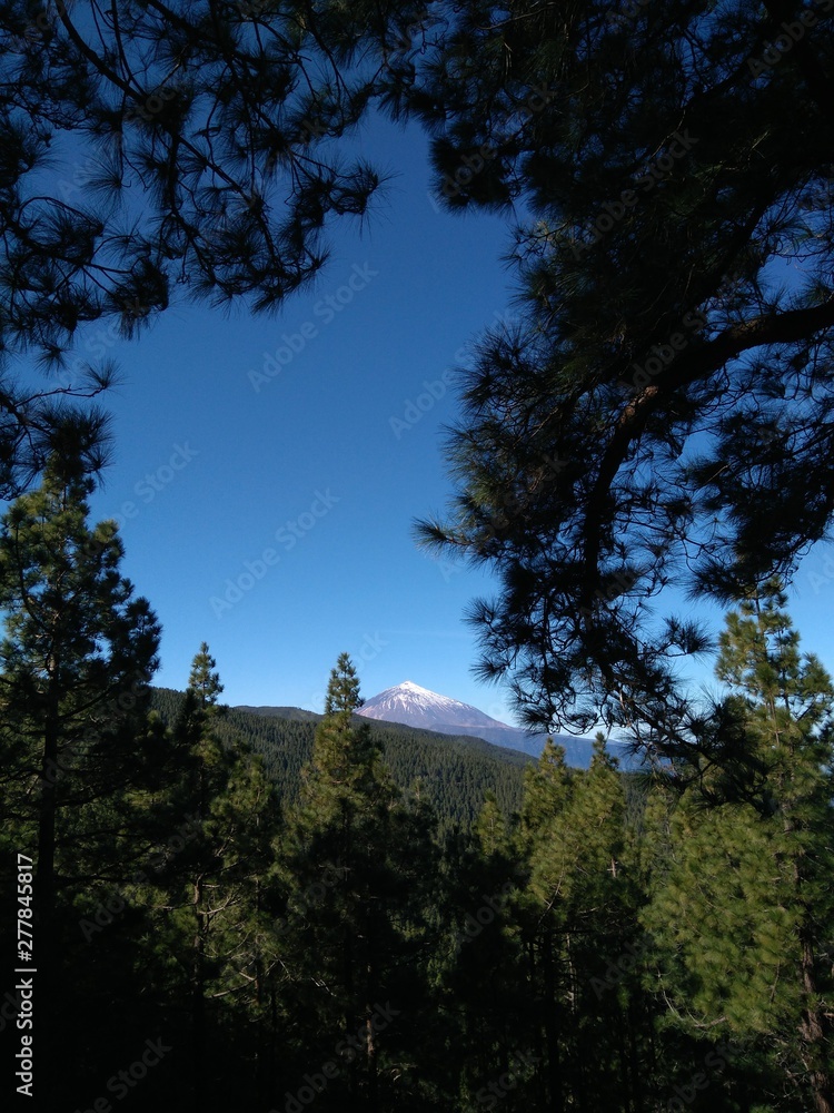 Forest with volcano in the background over blue sky