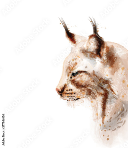 Lynx vector watercolor isolated on white background. Animal lovely portraits