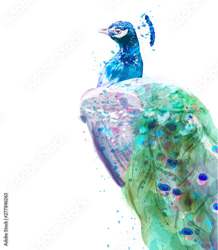 Peacock isolated Vector watercolor. Summer exotic birds decors