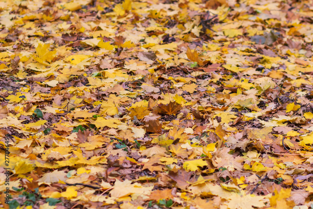 Red and Orange Autumn Leaves Background Red and Orange Autumn Leaves Background
