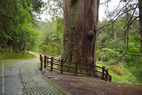 Sacred Tree at Big Snow Mountain National Park, Taiwan.