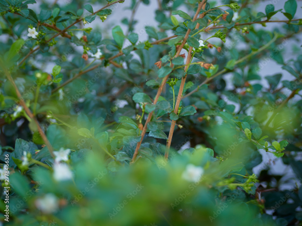 garden plants for wall