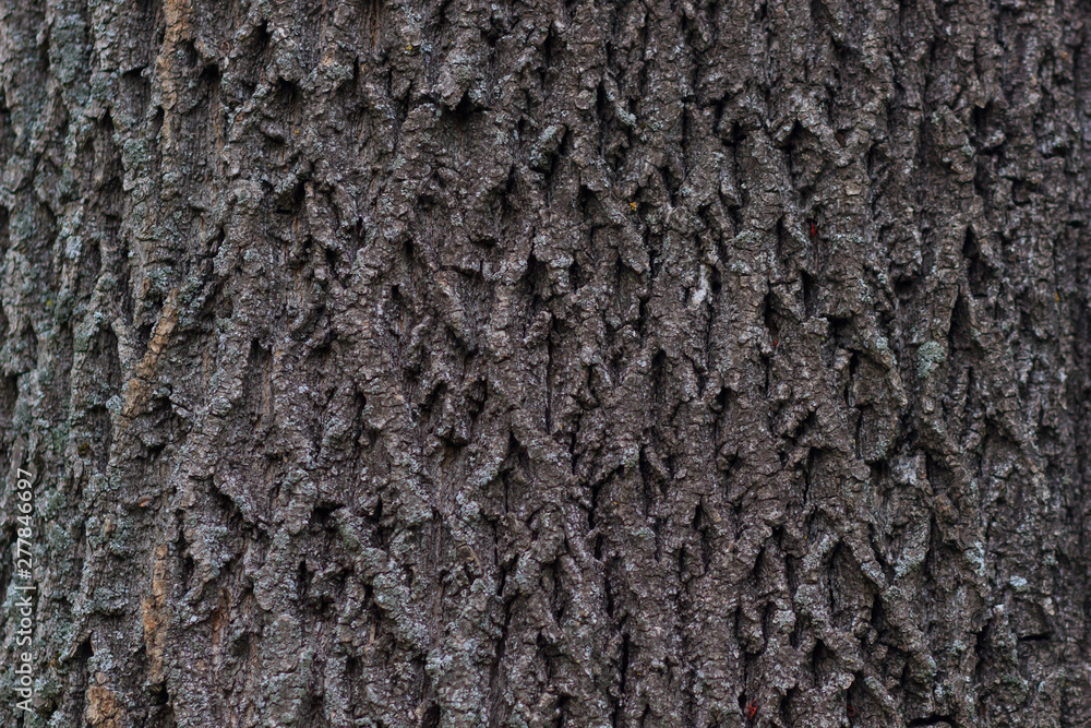 Tree bark texture Tree bark texture