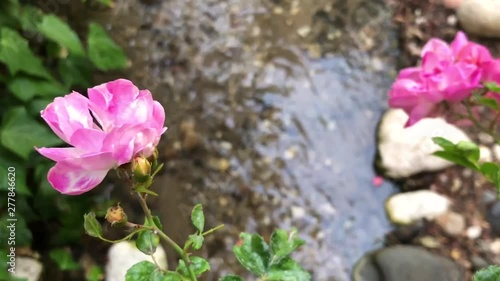 Pink wild rose on a background of a stream on a sunny day. The concept of the beauty of nature.