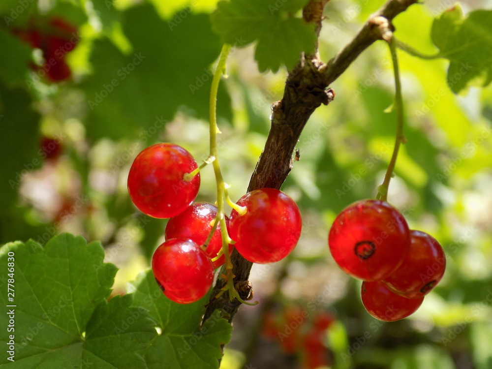 Summer. A bright Sunny day. Red currants ripen. Delicious berries on the branches. Summer. A bright Sunny day. Red currants ripen. Delicious berries on the branches.