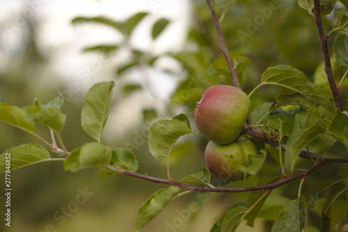 Young apples on the tree in the orchard.