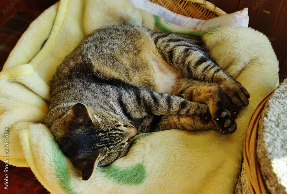 Obraz premium 眠る猫