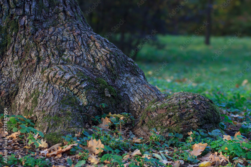 tree roots and green forest tree roots and green forest