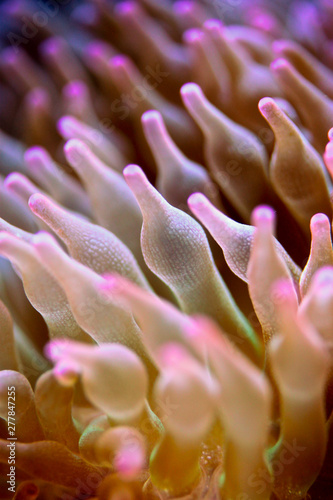 RBTA (Rose Bubble Tip Anemone), a type of Bubble tip anemone that has a red coloration on its tentacles