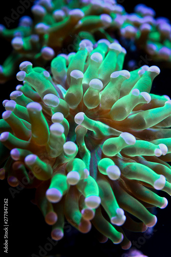 Euphyllia ancora is a species of hard coral in the family Euphylliidae. It is known by several common names, including anchor coral and hammer coral, or less frequently as sausage coral photo