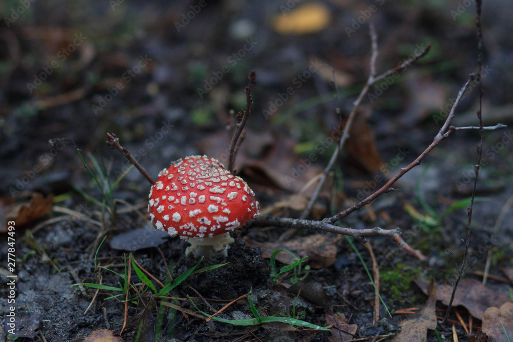 mashrooms in autumn forest, close up, blur effect mashrooms in autumn forest, close up, blur effect