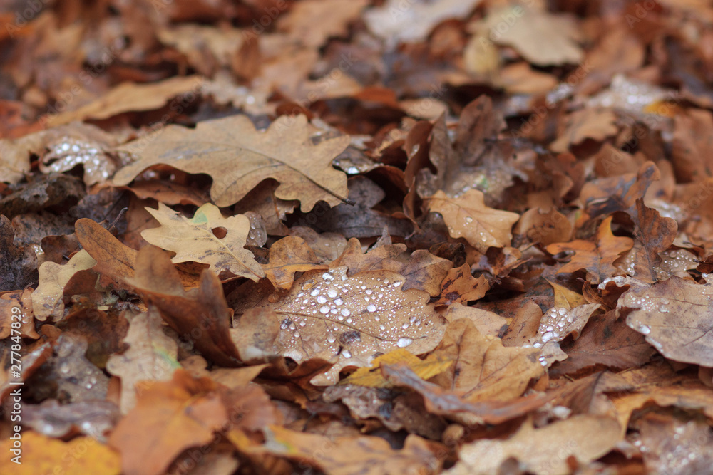 The Autumn background with leaves and rain water drops The Autumn background with leaves and rain water drops