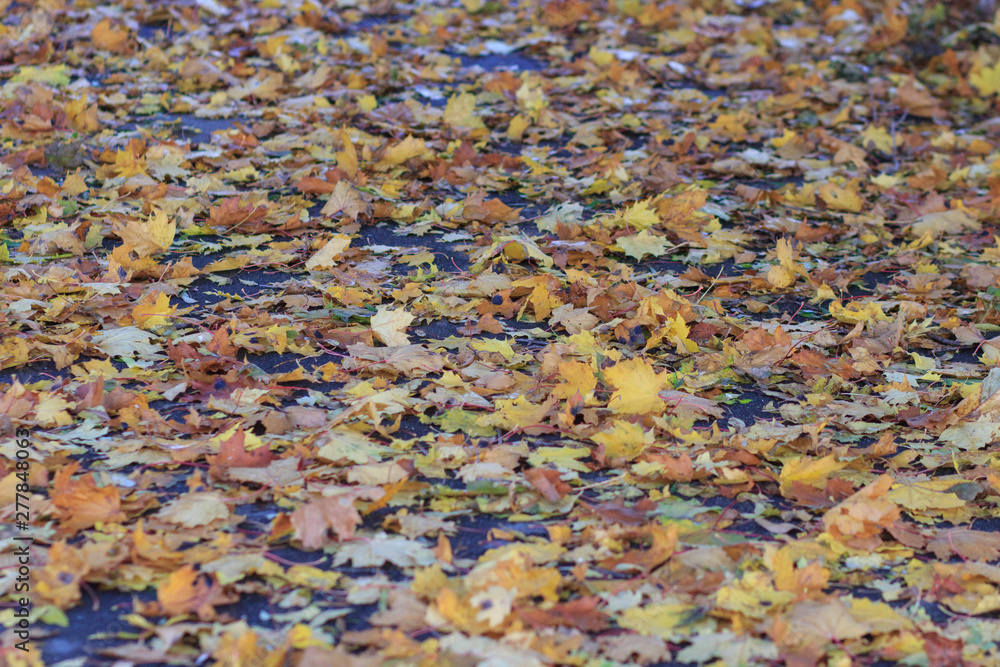 Colorful foliage in the autumn park/ Autumn leaves sky background/ Autumn Trees Leaves in vintage color Colorful foliage in the autumn park/ Autumn leaves sky background/ Autumn Trees Leaves in vintage color