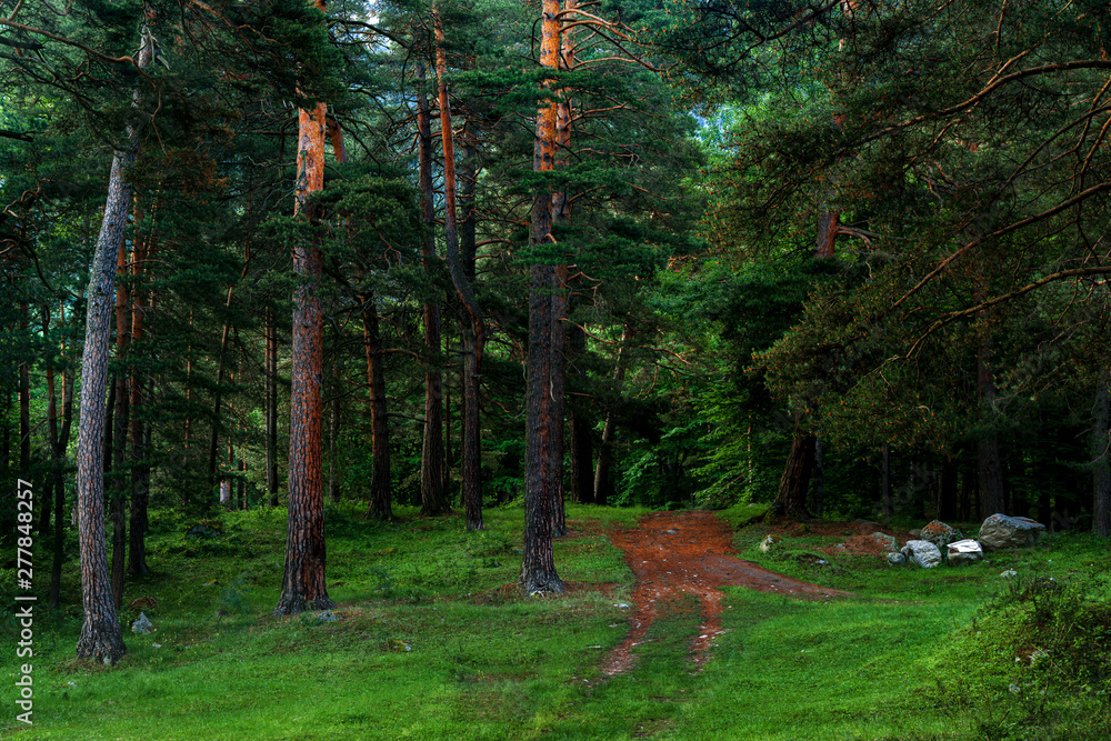 Obraz premium Pine forest and big boulders in beautiful day light