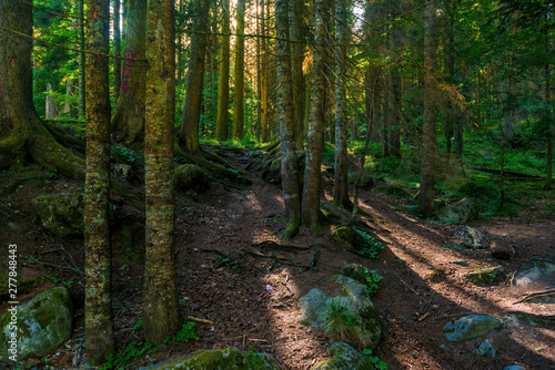 Pine forest and big boulders in beautiful day light