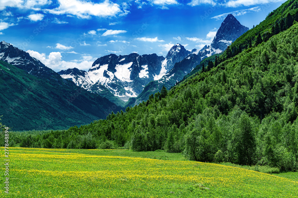View of alpine valley with lots of vegetation on sunny day with snowy mountains and flowers in the meadow