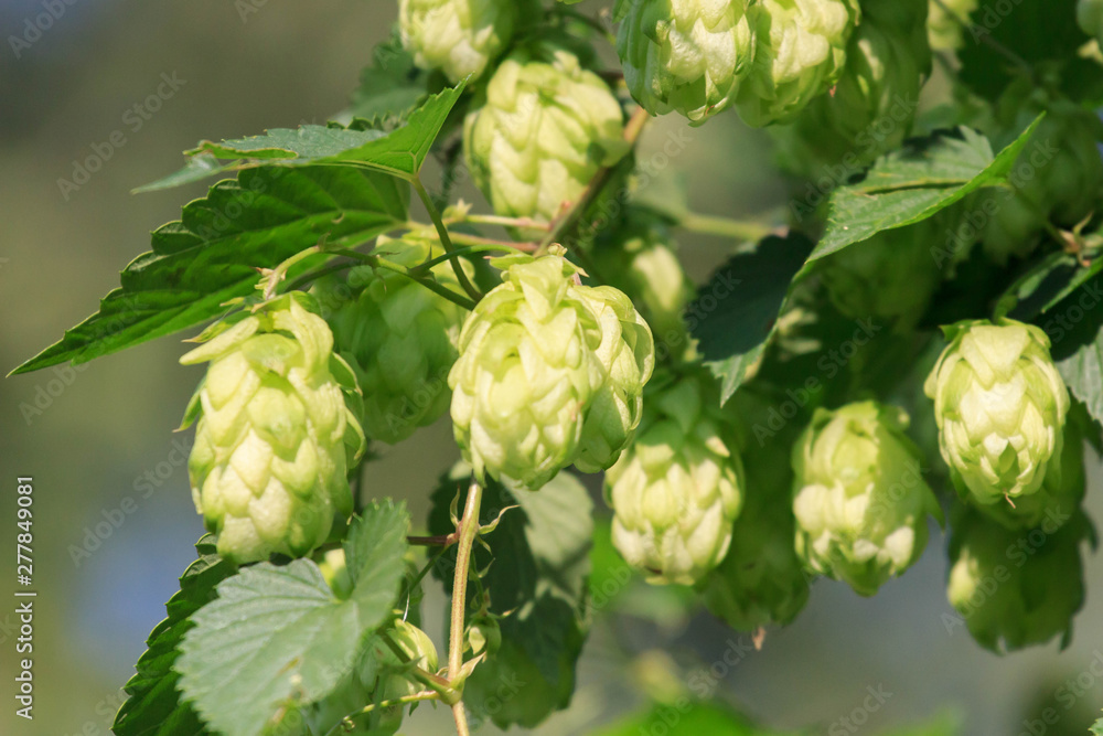 Fototapeta premium green hop branches