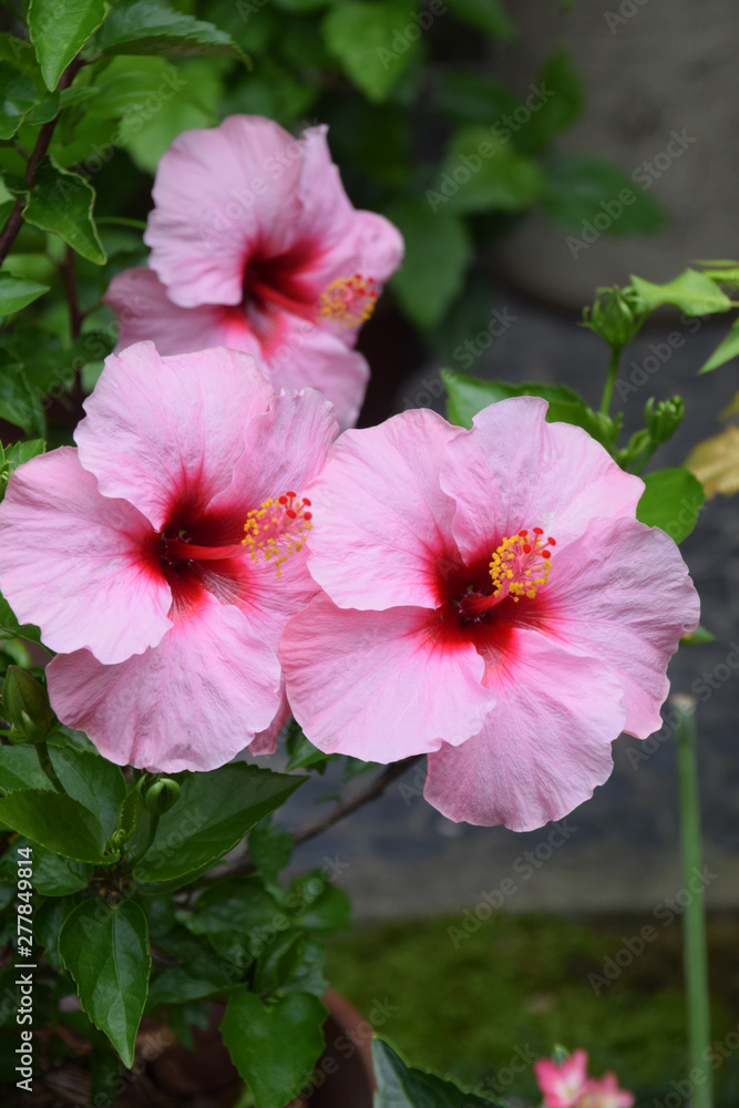 Color Pink Hibiscus Flowers ピンク色のハイビスカスの花 3輪 Stock Photo Adobe Stock Color Pink Hibiscus Flowers ピンク色のハイビスカスの花 3輪 Stock Photo Adobe Stock