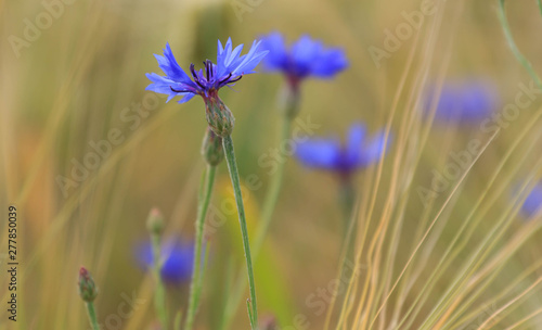 Bee flies up to a blue wild flower