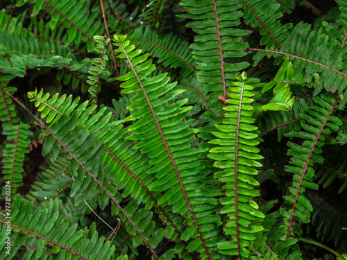 Close up tropical green shrub nephrolepis exaltata sword fern. Kimberley Queen fern bush