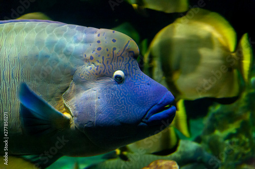 Colorful underwater wildlife we need to preserve: a beautiful tropical fish