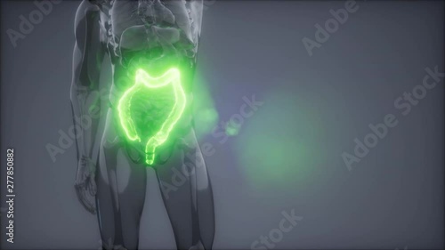 science anatomy scan of human colon glowing photo