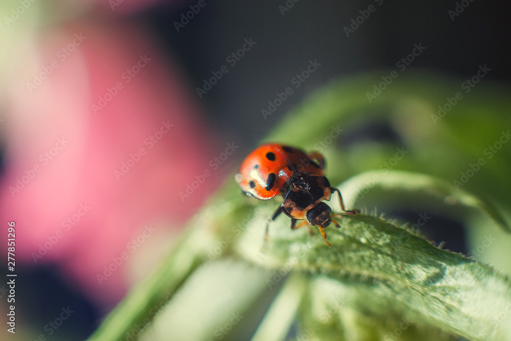 Obraz premium ladybug on leaf close up on a dark blue background
