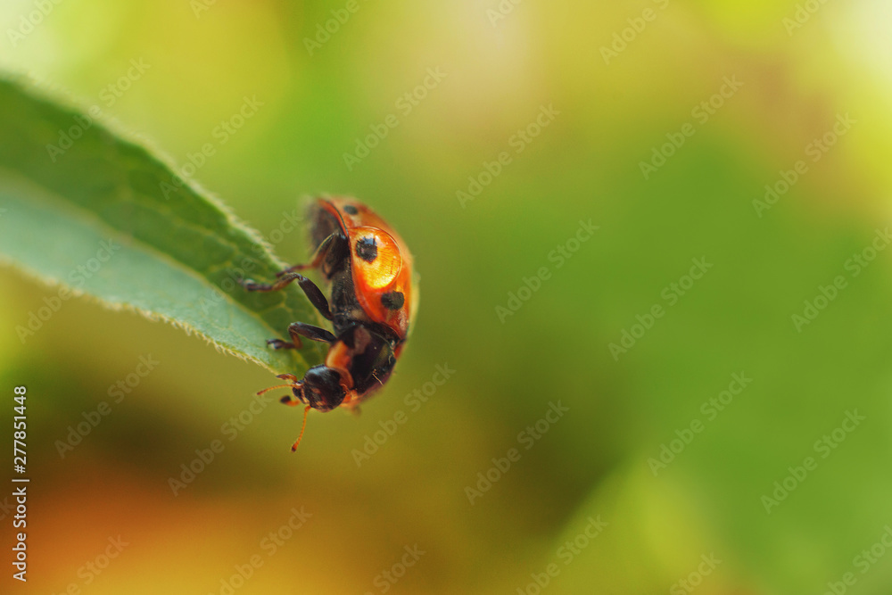 ladybug on leaf close up on green background ladybug on leaf close up on green background