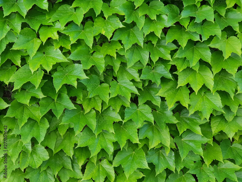 Green Ivy Leaves Wall as Wallpaper Stock Photo | Adobe Stock