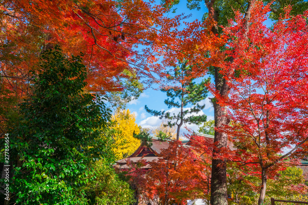 京都　北野天満宮　もみじ苑の紅葉