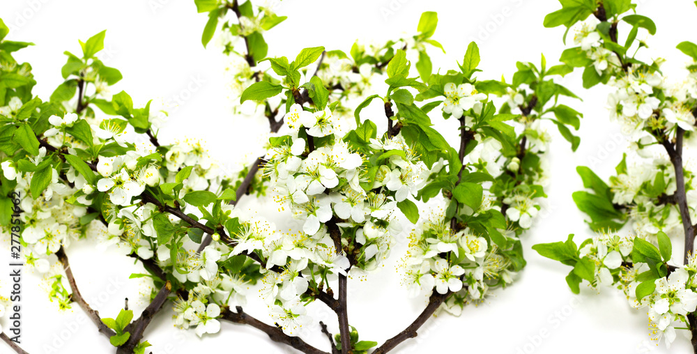 flowering plum branches on a white background spring flowering of fruit trees flowering plum branches on a white background spring flowering of fruit trees