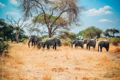 elephants