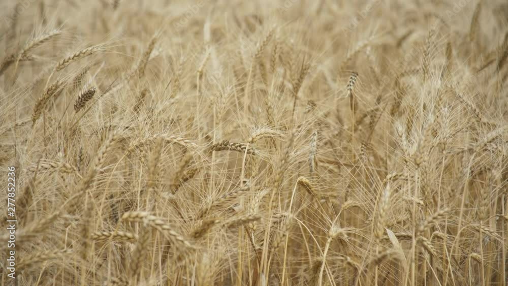 Yellow ears wheat sway in the wind, Ears of rye swaying in the wind and in the background field of ripe ears of rye . Harvest. Wheat growing on field - golden heads of grain stiff shine in the wind Yellow ears wheat sway in the wind, Ears of rye swaying in the wind and in the background field of ripe ears of rye . Harvest. Wheat growing on field - golden heads of grain stiff shine in the wind