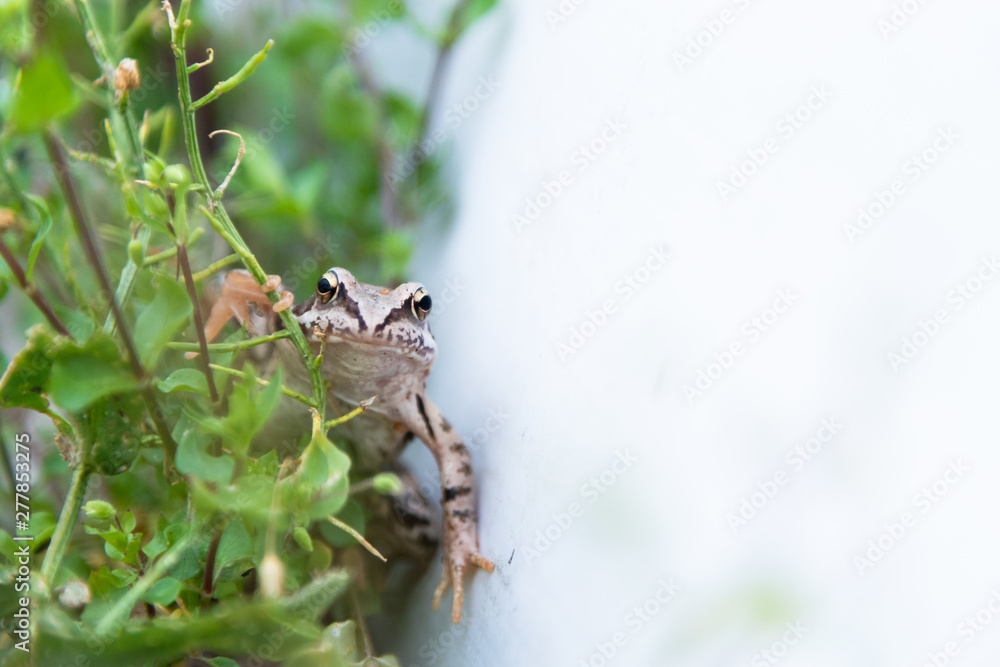 Beautiful little brown frog sits in the grass and on the wood in a bright summer garden. Beautiful little brown frog sits in the grass and on the wood in a bright summer garden.