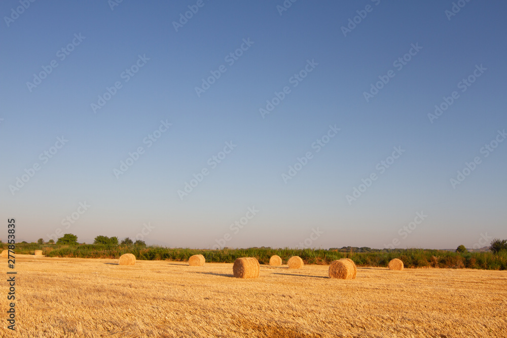 bales of straw in wheat field