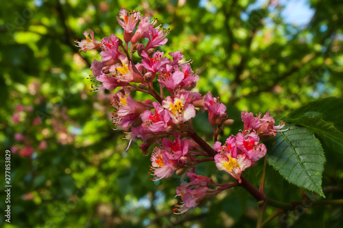 Branch of chestnut flowers