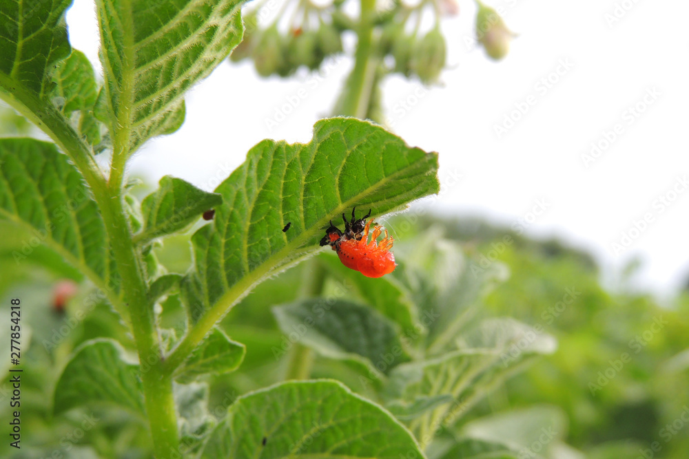 Colorado potato beetle Colorado potato beetle