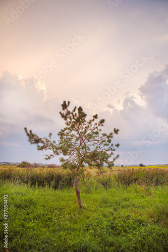 tree in a green field and big white clouds, summer sunset